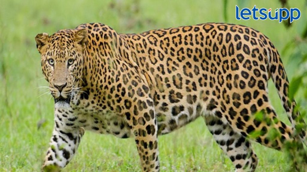 Leopard