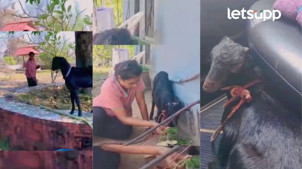 Madhugandha Kulkarni: मराठमोळ्या अभिनेत्रीचं प्राणी प्रेमाबद्दलची 'ती' पोस्ट चर्चेत