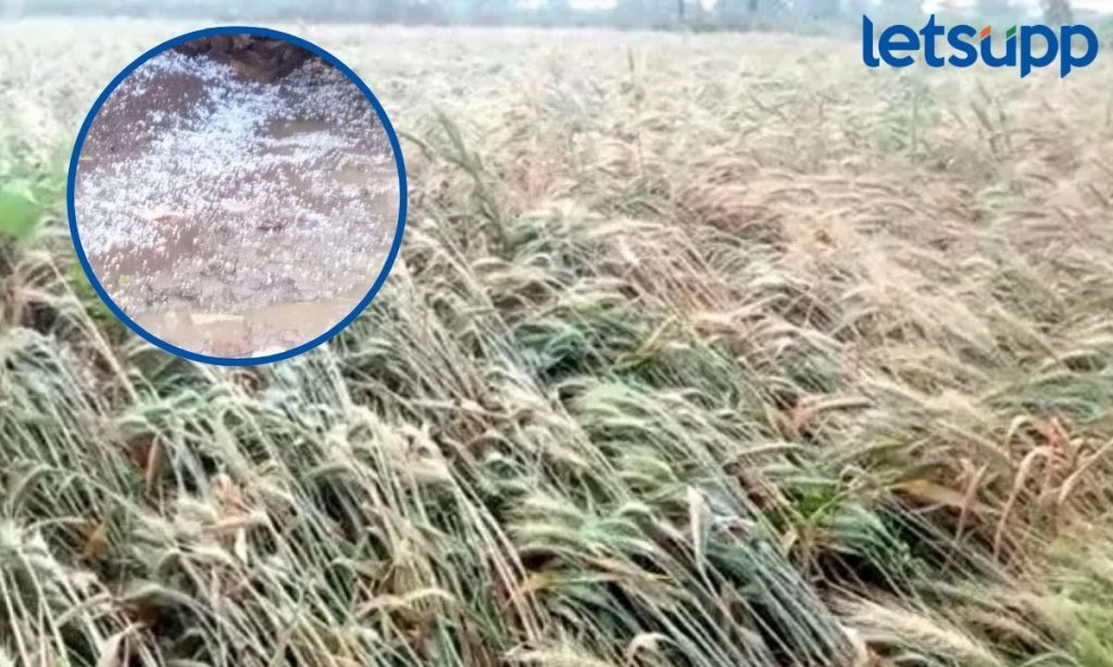 Maharashtra Weather Update विदर्भ, मराठवाड्यात भर उन्हाळ्यात आस्मानी संकट; गारपीट अन् अवकाळीने पीकांचं मोठं नुकसान