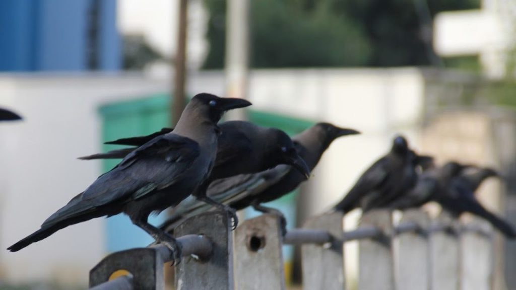 धक्कादायक! केनिया मारणार दहा लाख भारतीय कावळे; सरकारचा प्लॅनही अजब
