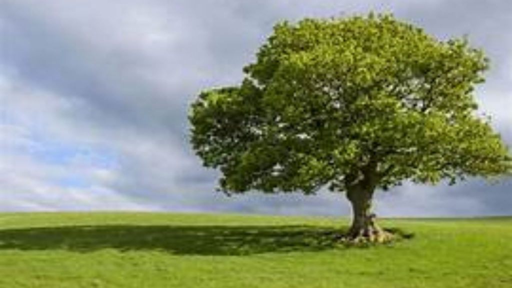 भारताला धोक्याची घंटा! देशात प्रति व्यक्ती 'इतकीच' झाडे; पाकिस्तान, दुबईतही जमीन उजाड