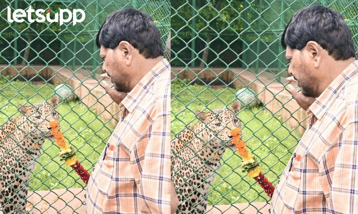रामदास आठवलेंचं प्राणीप्रेम! म्हणाले, दलित पॅंथरमधून आल्याने बिबट्याचं खास… Ramdas Athavle रामदास आठवलेंचं प्राणीप्रेम! म्हणाले, दलित पॅंथरमधून आल्याने सिंबा बिबट्या घेतला दत्तक