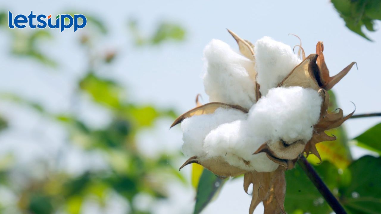 Cotton: कापूस उत्पादकांसाठी आनंदचाची बातमी; हेक्टरी मिळणार ‘इतकी’ मदत