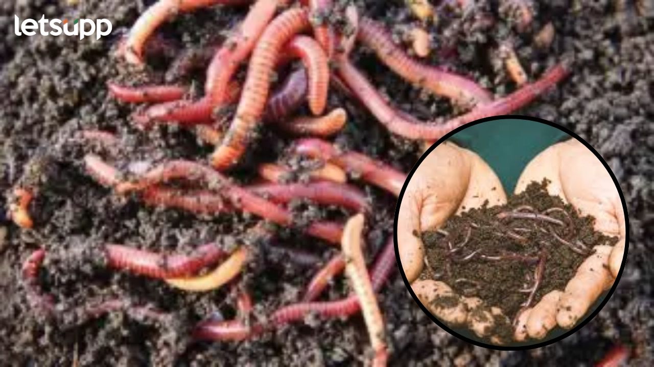 Government Schemes : पोकरांतर्गत गांडूळ खत, नाडेप, सेंद्रिय निविष्ठा उत्पादन यूनिट अनुदान योजना Gandul Khat