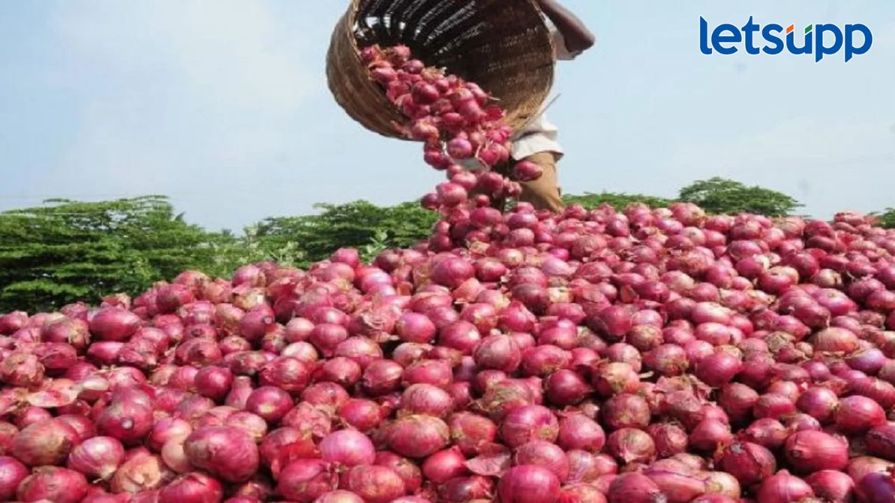 Onion Rate : बळीराजाला दिलासा! किरकोळ बाजारात कांद्याचा दर पोहोचला 80 रुपये किलोवर Onion Rate : बळीराजाला दिलासा! किरकोळ बाजारात कांद्याचा दर पोहोचला 80 रुपये किलोवर