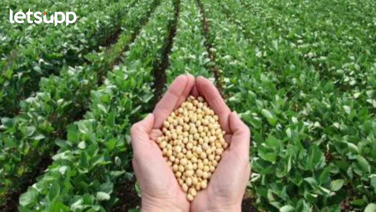 सोयाबीन उत्पादकांना केंद्राचा दिलासा; 13 लाख टन सोयाबीन खरेदी करणार Soyabean Buy