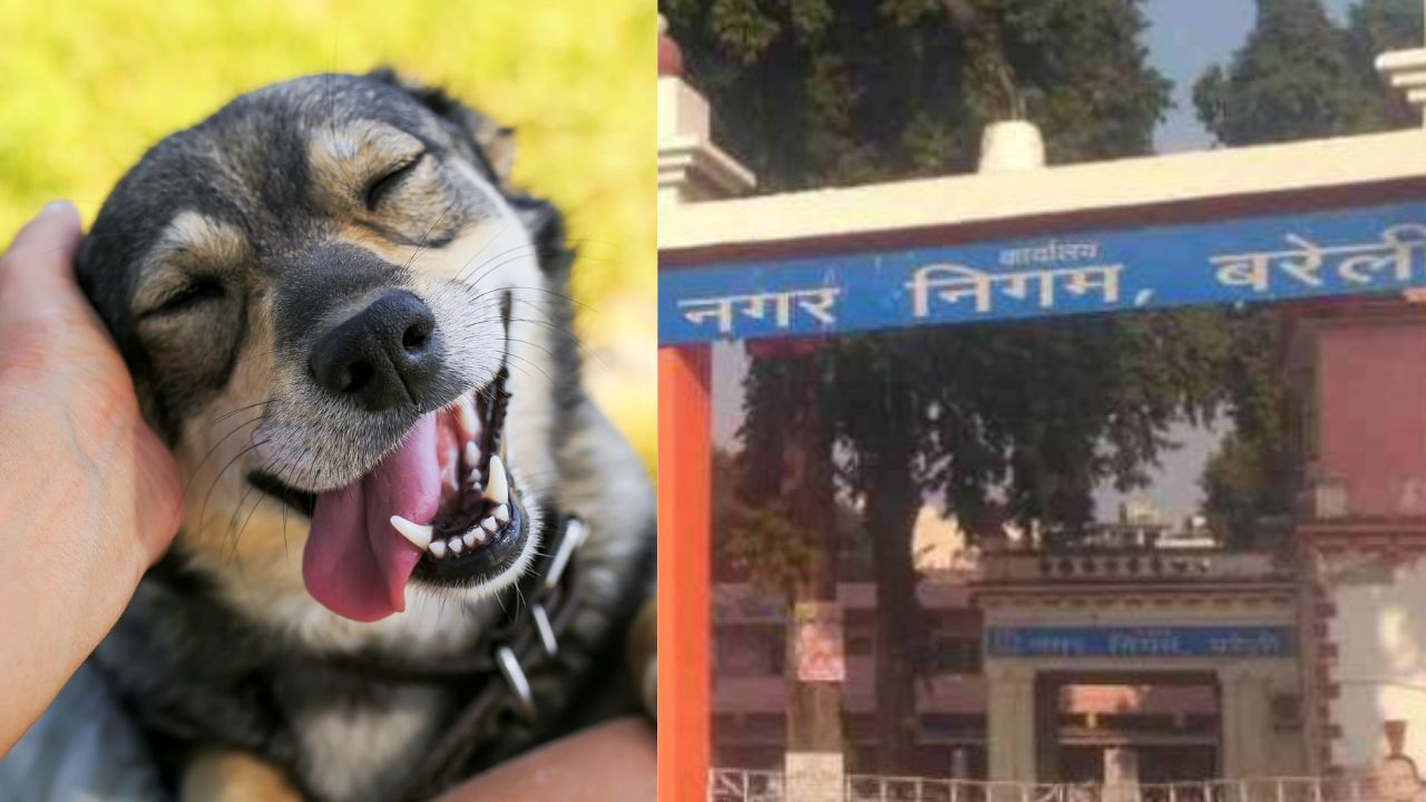 अजबच! कुत्रं पाळायचं असेल तर 5 हजार रुपये तयार ठेवा..सरकारी आदेशाने टेन्शन वाढणारच Bareilly News