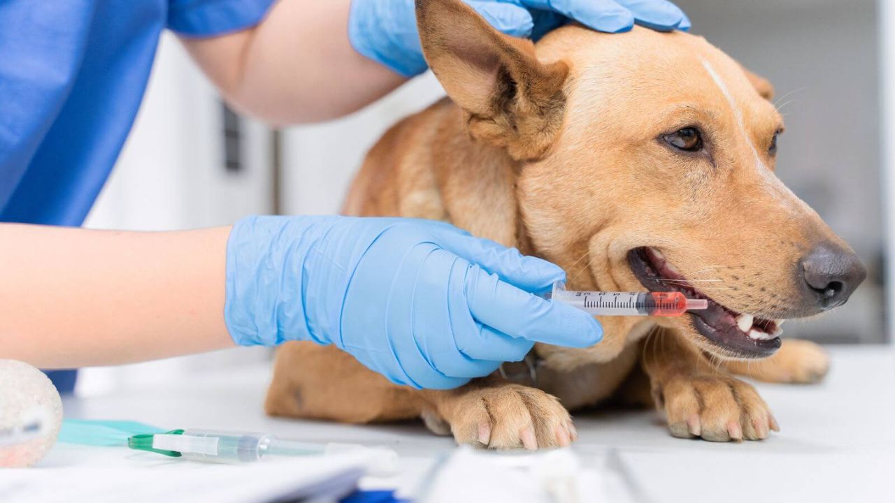 Rabies Day : कुत्र्याचं चावणं धोकादायकच! जाणून घ्या, रेबीज लस निर्मितीची धाडसी कथा..
