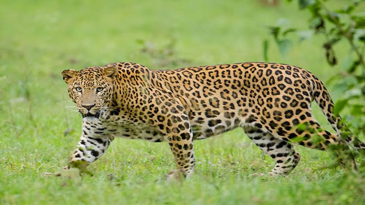 बिबट्या आला रे! नगर शहरात युवकावर प्राणघातक हल्ला; परिसरात घबराट Leopard Attack