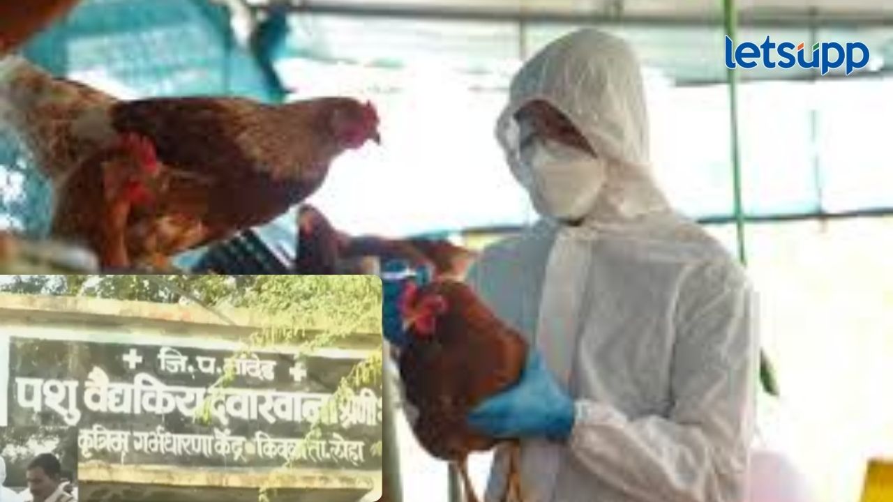 मराठवाड्यात बर्ड फ्लूचा वेगाने होतोय शिरकाव; पशुसंवर्धन विभाग उपचारांसाठी अॅक्शन मोडमध्ये मराठवाड्यात बर्ड फ्लूचा वेगाने होतोय शिरकाव; पशुसंवर्धन विभाग उपचारांसाठी अॅक्शन मोडमध्ये