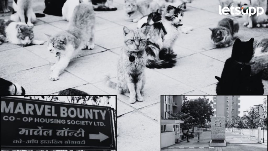 Women 350 Cats