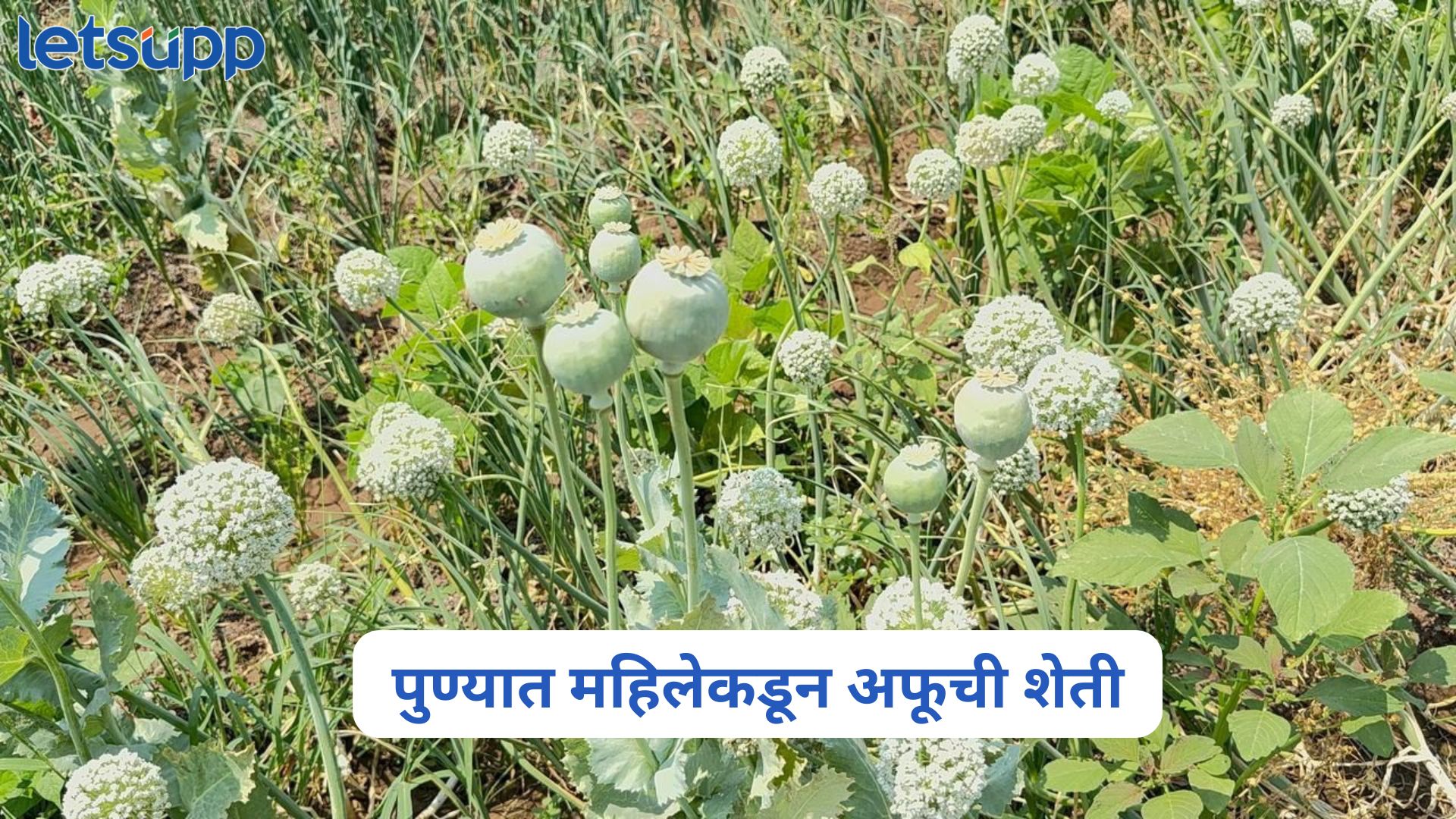धक्कादायक, पुण्यात महिलेकडून अफूची शेती, पोलिसांची थेट शेतात धाड अन्… Cultivating Opium In Pune
