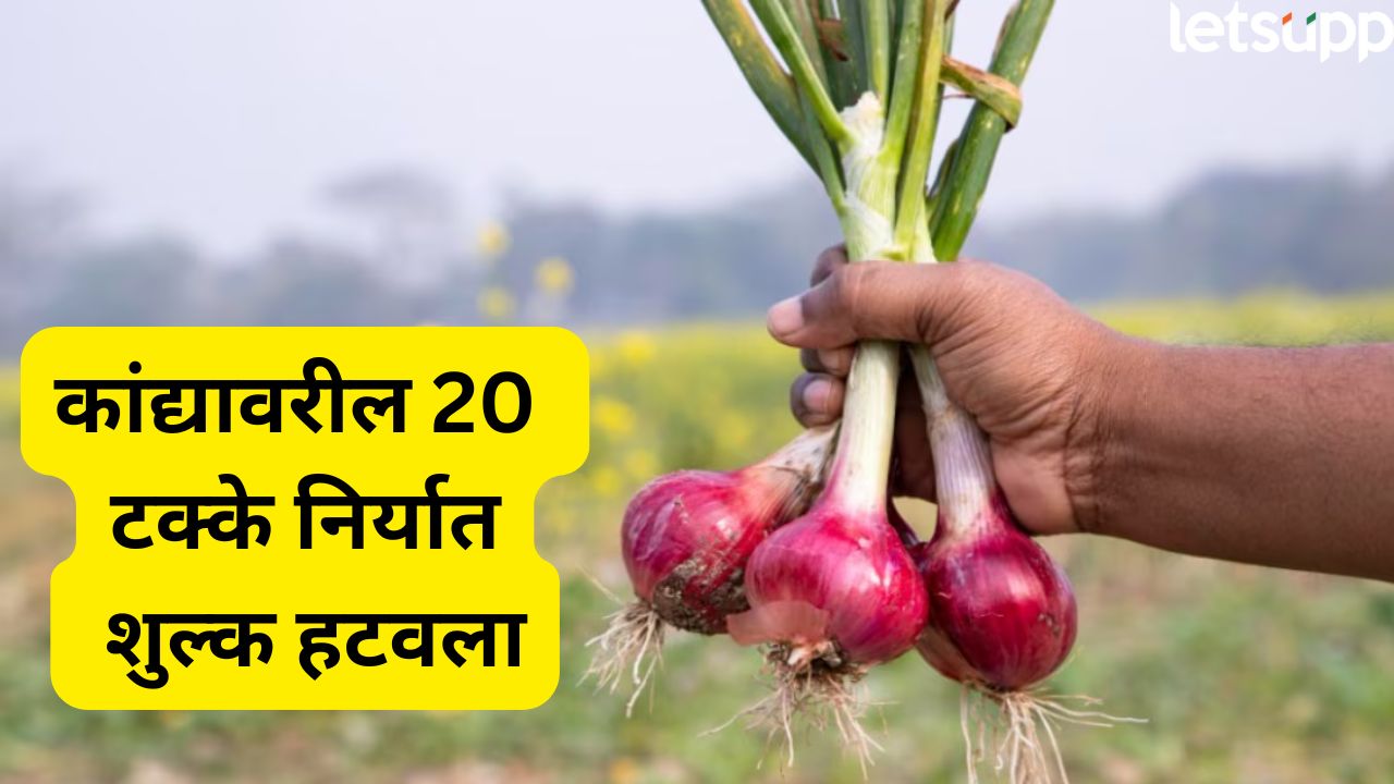 कांदा उत्पादकांसाठी गुडन्यूज! सरकारने कांद्यावरील 20 टक्के निर्यात शुल्क हटवला, केंद्राचा महत्वाचा निर्णय Onion