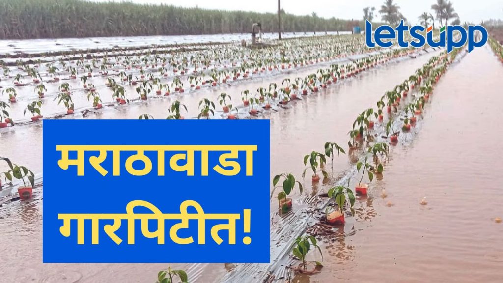 मराठवाड्यात अनेक ठिकाणी वादळी गारपिटीचा तडाखा; शेती पिकांसह फळ बागांचंही मोठं नुकसान