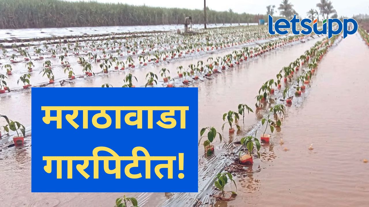 मराठवाड्यात अनेक ठिकाणी वादळी गारपिटीचा तडाखा; शेती पिकांसह फळ बागांचंही मोठं नुकसान मराठवाड्यात अनेक ठिकाणी वादळी गारपिटीचा तडाखा; शेती पिकांसह फळ बागांचंही मोठं नुकसान