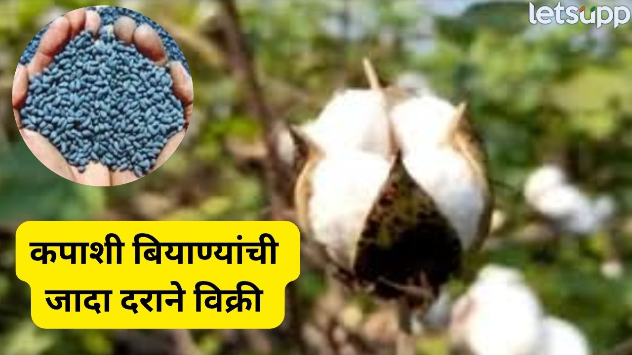 पाथर्डीत कपाशी बियाण्यांची जादा दराने विक्री; कृषी विभागाची धडक कारवाई Ahilyanagar (6)