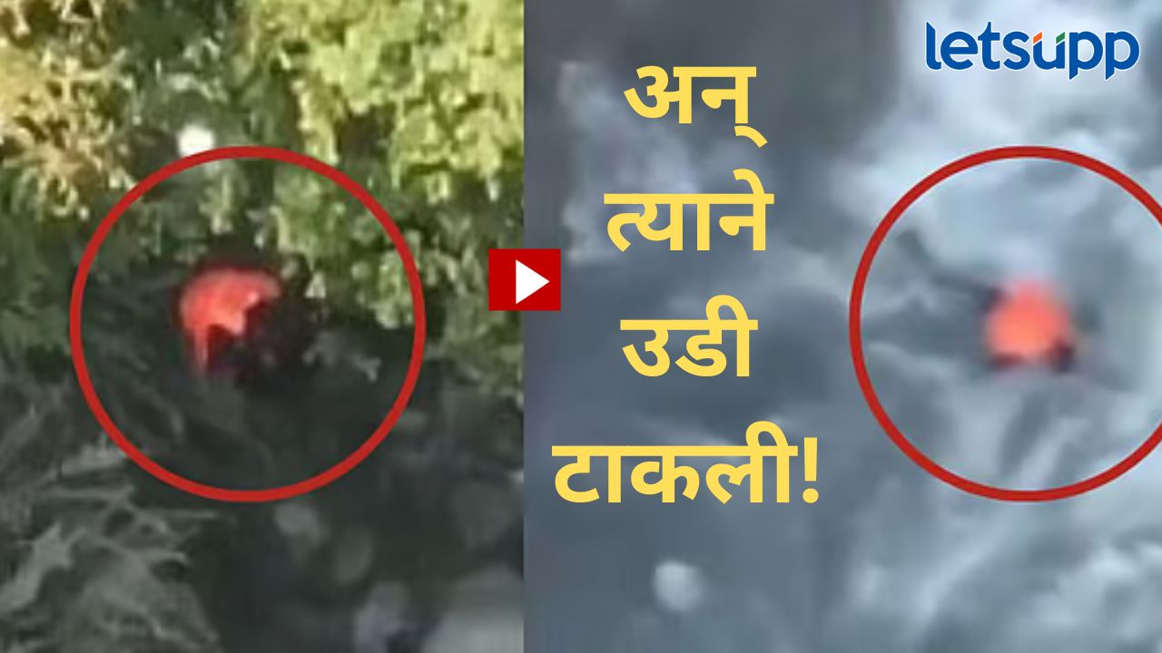 Video : पहलगामच्या चौकशीसाठी ताब्यात घेतलेल्या दहशतवाद्याची आत्महत्या; व्हिडिओ होतोय व्हायरल Video : पहलगामच्या चौकशीसाठी ताब्यात घेतलेल्या दहशतवाद्याची आत्महत्या; व्हिडिओ होतोय व्हायरल
