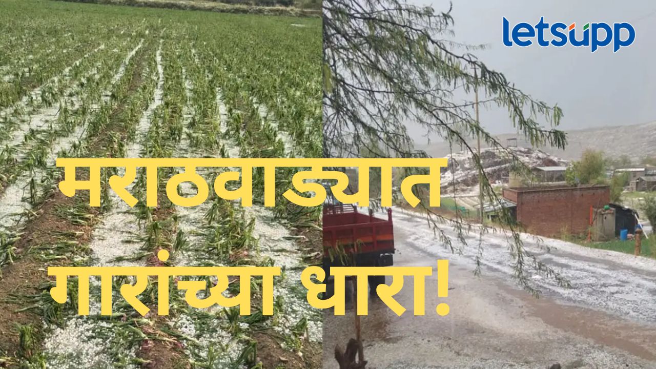 मराठवाड्यात अवकाळी पावसाचं थैमान; वादळी वाऱ्यासह गारांच्या धारा, पिकांचं अतोनात नुकसान मराठवाड्यात अवकाळी पावसाचं थैमान; वादळी वाऱ्यासह गारांच्या धारा, पिकांचं अतोनात नुकसान
