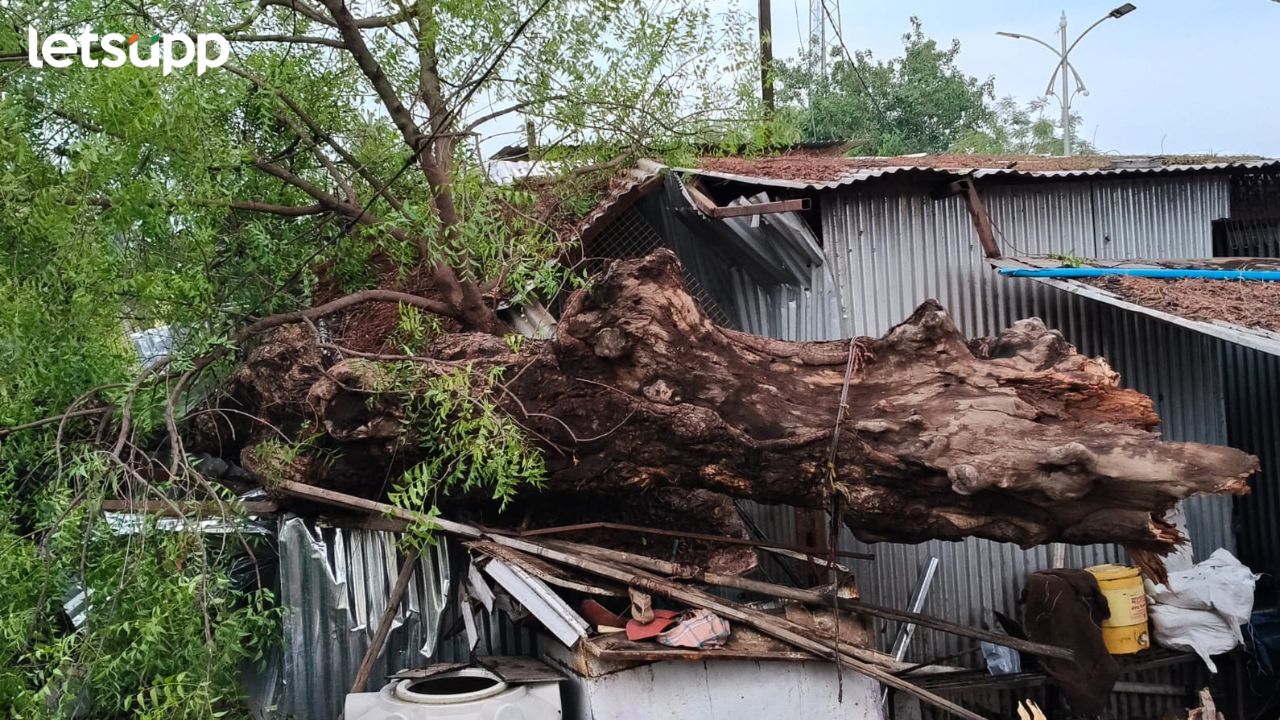 पावसाचा हाहाकार! घरांची पडझड, जनावरं मेली; पाथर्डीला तडाखा… Rain Ahmednagar