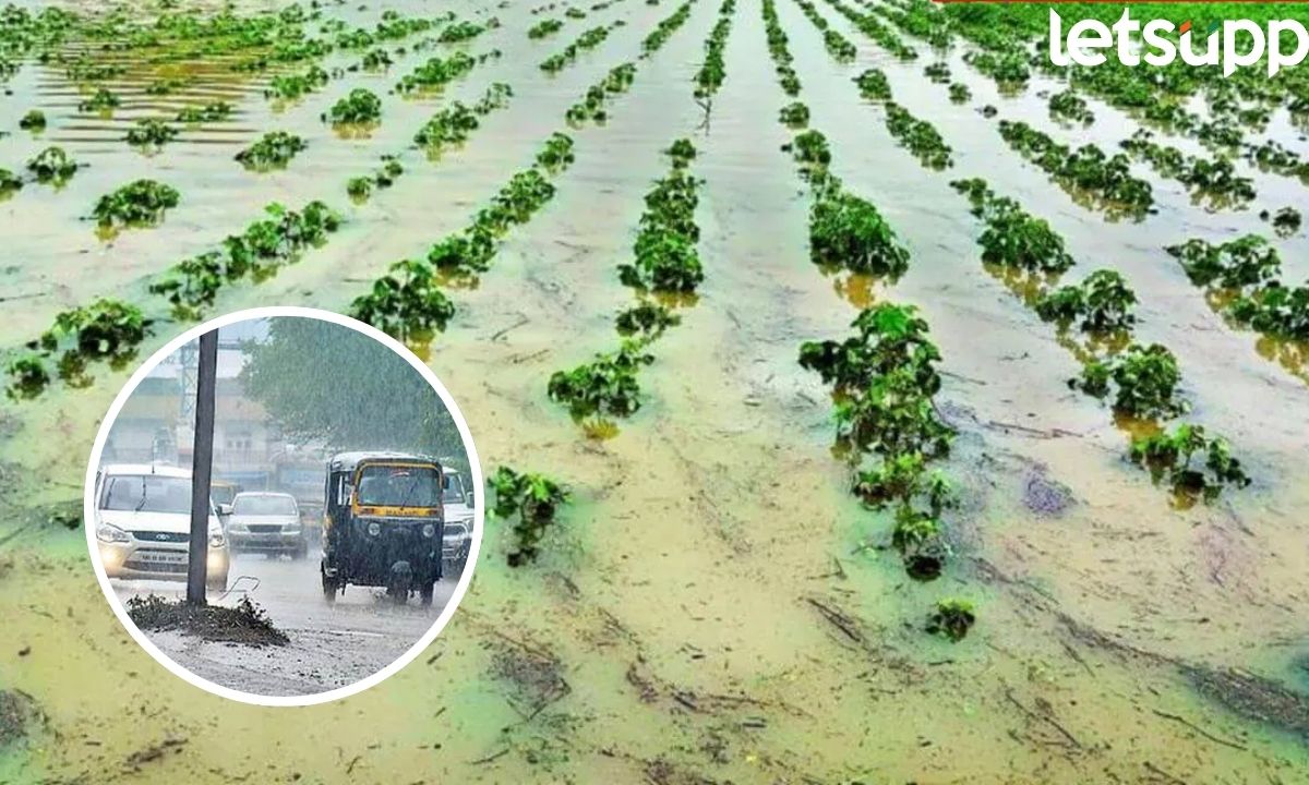 अवकाळीचा मोठा फटका! संगमनेर तालुक्यात शेतकऱ्यांची पीकं गेली वाहून Unseasonal Rain