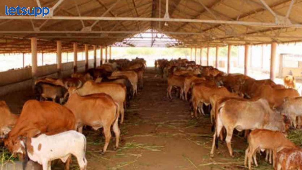 Collector Pankaj Ashiya