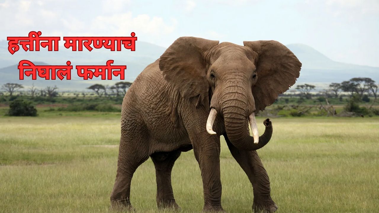 धक्कादायक! 50 हत्ती कापणार, मांस घराघरात वाटणार; ‘या’ देशात निघालं फर्मान, कारण काय.. African Elephant 2