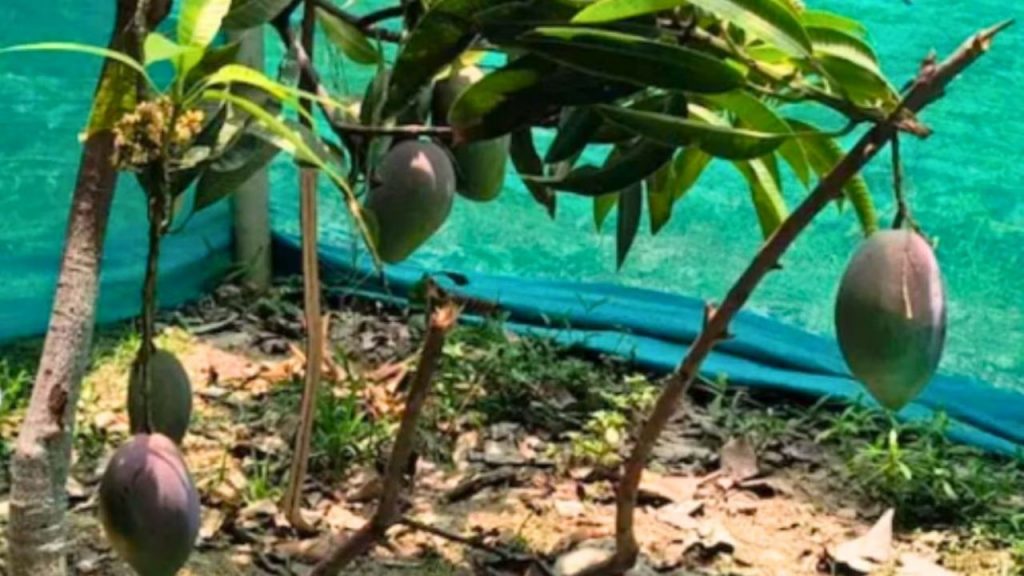 Miyazaki Mango