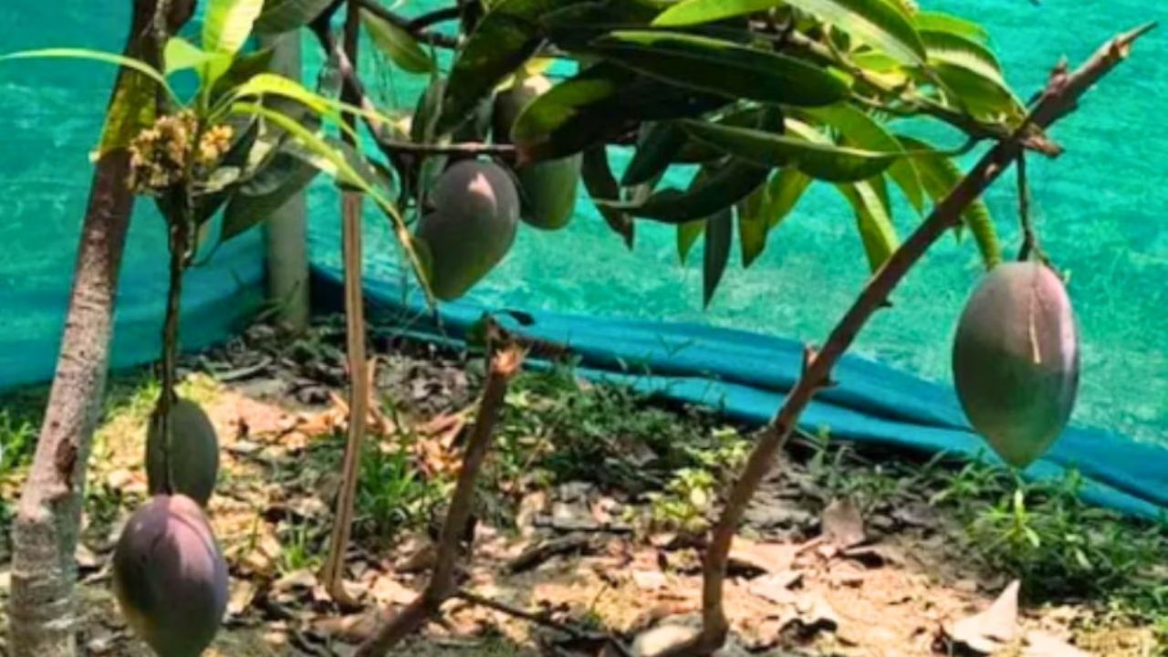 काय सांगता! ‘या’ खास आंब्याची किंमत 3 लाख रुपये किलो; शेतात CCTV अन् सुरक्षारक्षक तैनात Miyazaki Mango