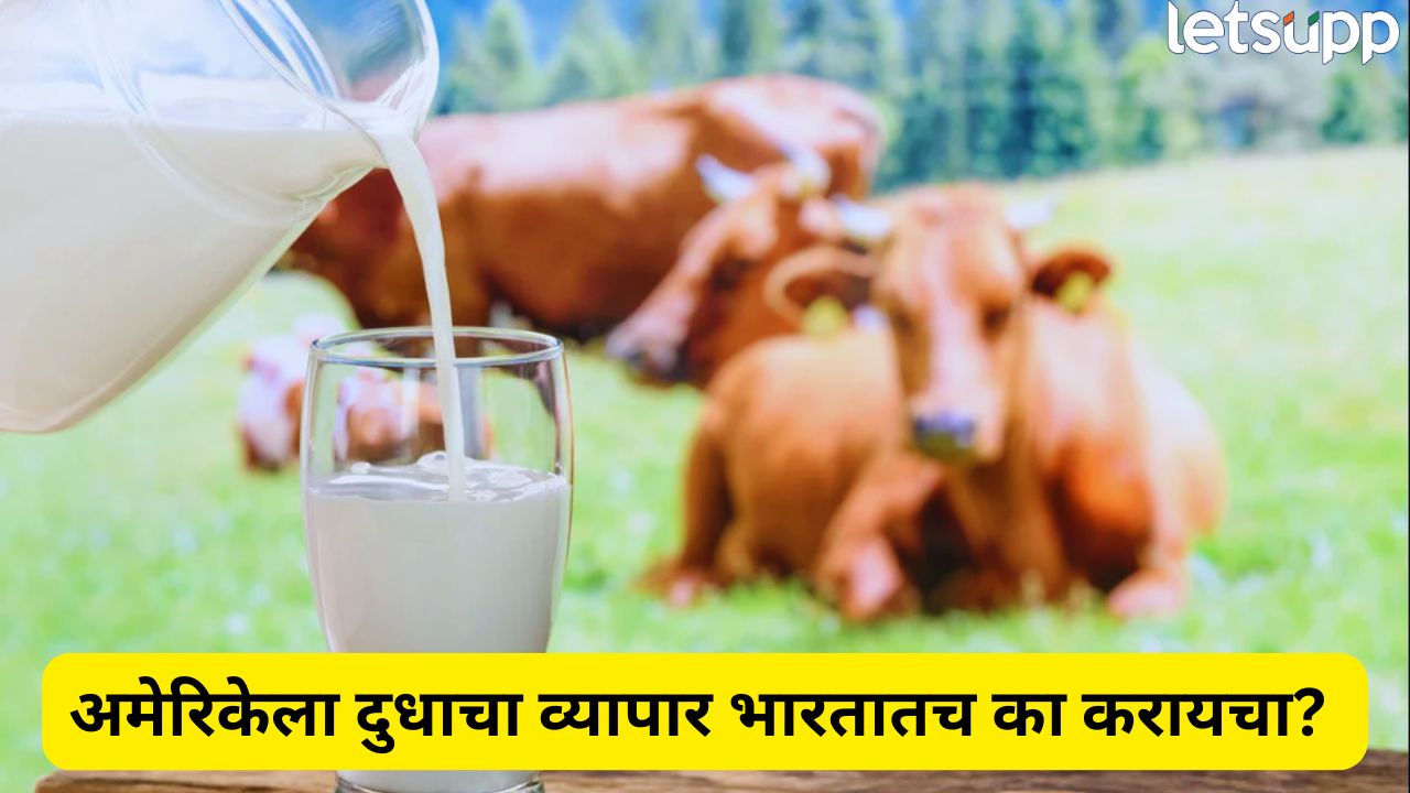 भारतात विकलं जाणार नॉनव्हेज दूध; अमेरिका अन् भारतातील डिल नेमकी काय? Cow Milk