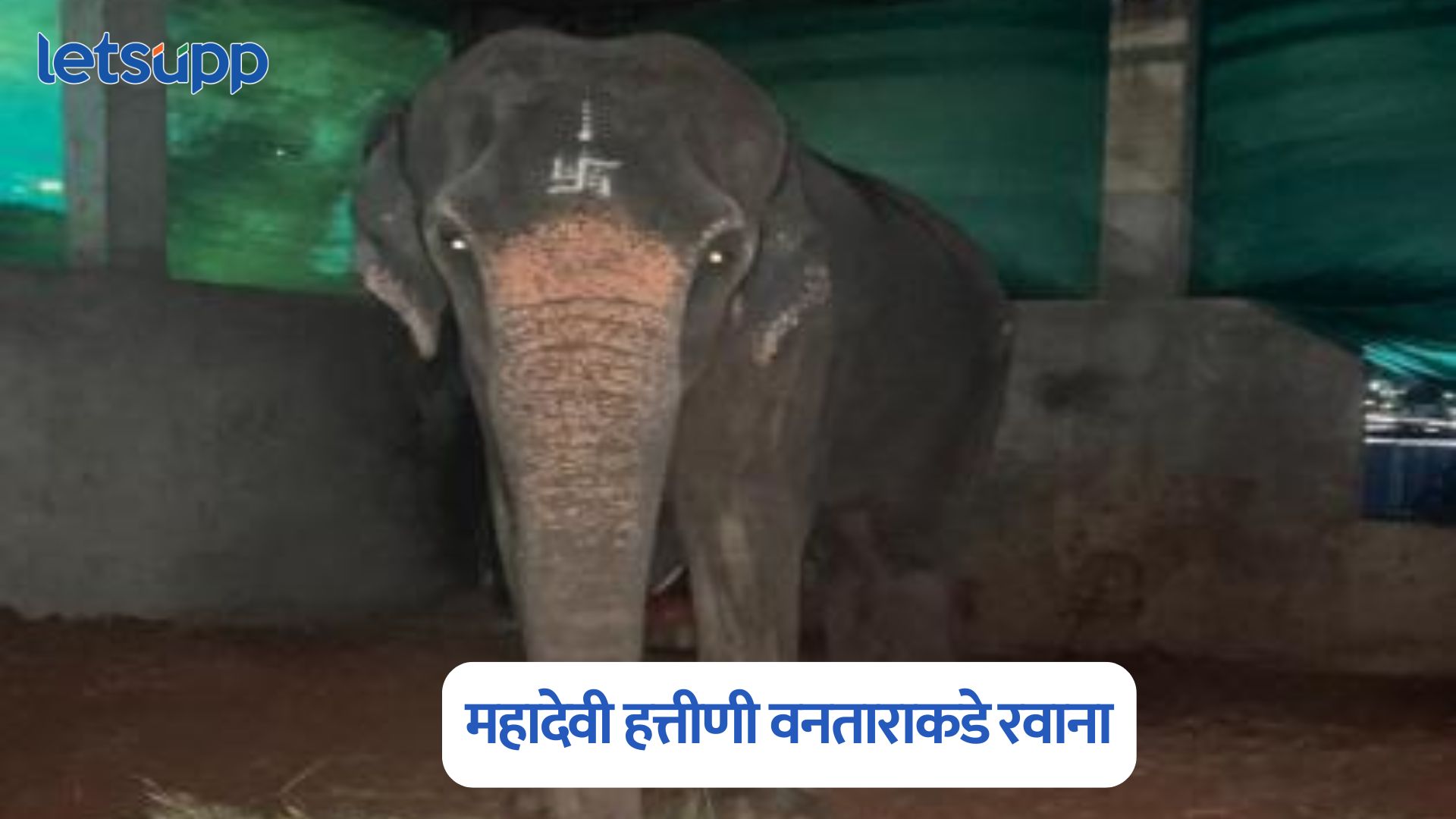 नांदणी ग्रामस्थ भावूक, न्यायालयाच्या आदेशानंतर महादेवी हत्तीणी वनताराकडे रवाना Mahadevi Hattini