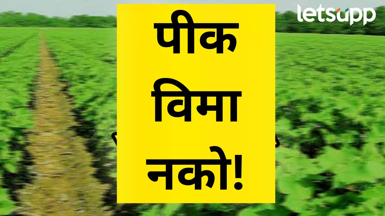 पीक विमा योजनेत फारसं पीक हाती येत नाही; मुदतवाढ मिळूनही पीक विमा भरण्याकडं शेतकरी फिरकेना पीक विमा योजनेत फारसं पीक हाती येत नाही; मुदतवाढ मिळूनही पीक विमा भरण्याकडं शेतकरी फिरकेना