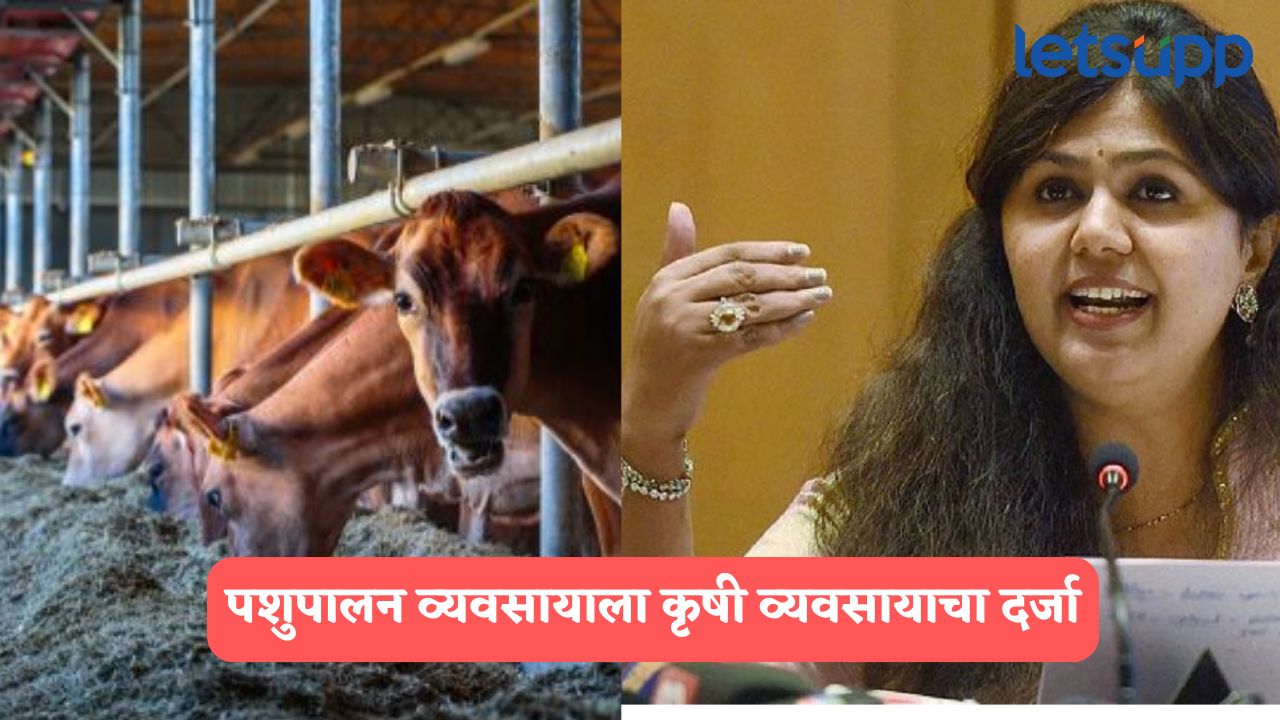 पशुपालन व्यवसायाला आता कृषी व्यवसायाचा दर्जा, पशुपालकांना काय लाभ होणार? Pankaja Munde