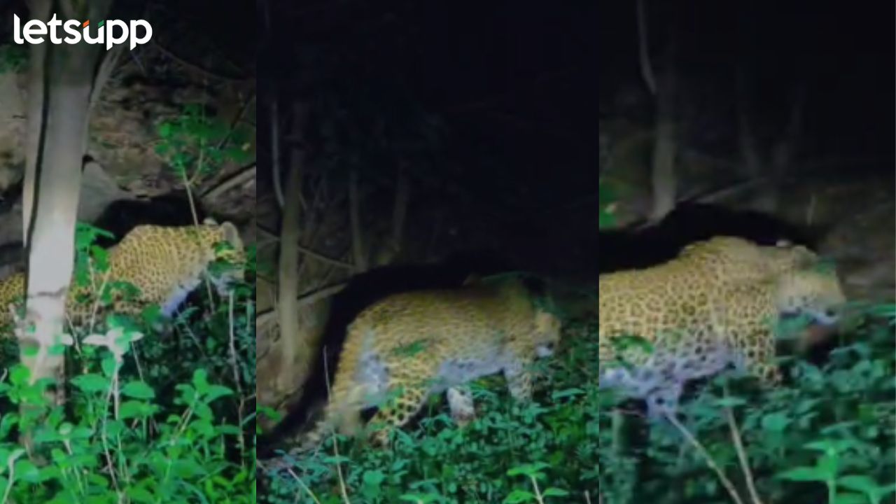 VIDEO: चांदबिबी महाल भागात पुन्हा बिबट्या दिसला; नागरिकांनो सावध राहा ! Leopard Ahilynagar