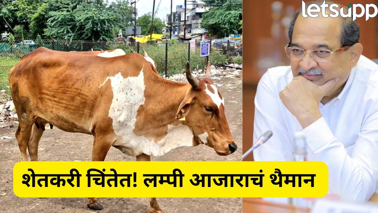 टेन्शन वाढलं! पालकमंत्र्यांच्या मतदारसंघातच लम्पीचा प्रादुर्भाव, अधिकाऱ्याच्या निलंबनासह बैलगाडा शर्यतीवर बंदी