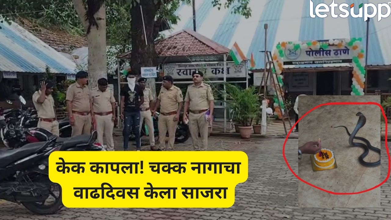 धुळ्यात रंगला सापाच्या ‘बर्थडे पार्टी’चा थरार! केक कापून नागोबाचा वाढदिवस साजरा, युवक वनविभागाच्या ताब्यात Dhule Crime