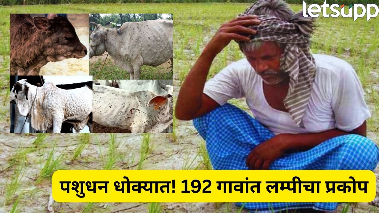 शेतकऱ्यांनो सावधान! 192 गावांमध्ये लम्पीचा कहर, 888 बाधित जनावरे; 35 मृत्युमुखी