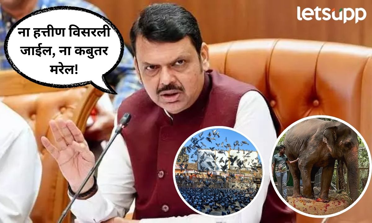 ना हत्तीण विसरली जाईल, ना कबुतर मरेल! मंत्रिमंडळाच्या बैठकीत मुख्यमंत्र्यांकडून लोकभावनांना मान