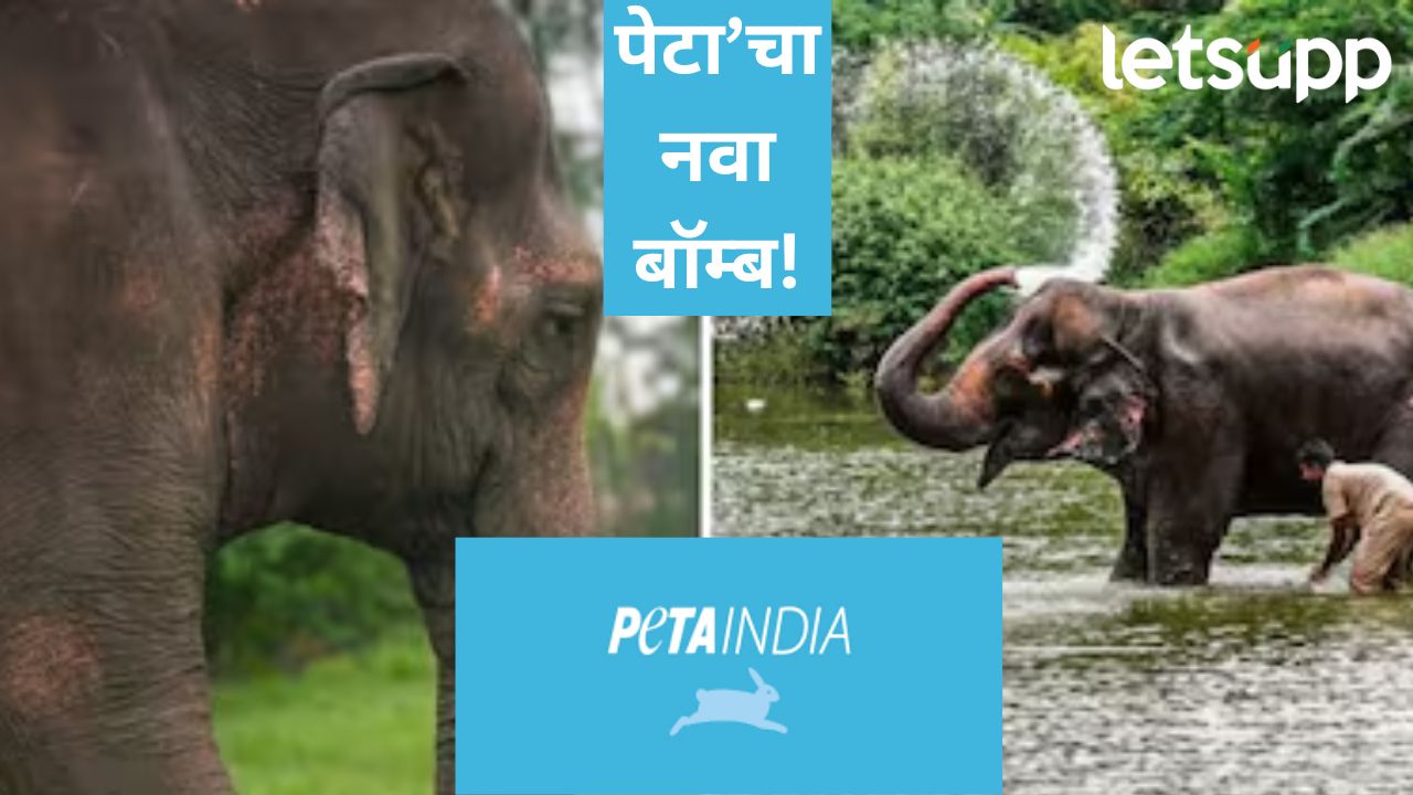 ‘तिच्या’ उपचारासाठी एकही ठिकाण नाही; महादेवी हत्तीणीबाबत PETA’इंडियाचा वेगळा सूर