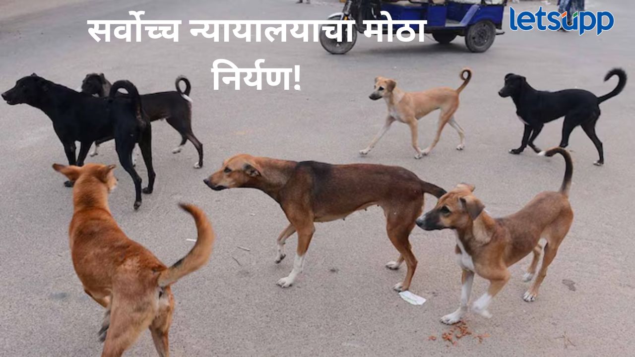 मोठी बातमी! भटक्या कुत्र्यांना नसबंदी करून सोडून द्यावे; सर्वोच्च न्यायालयाचा सर्व राज्यांना आदेश मोठी बातमी! भटक्या कुत्र्यांना नसबंदी करून सोडून द्यावे; सर्वोच्च न्यायालयाचा सर्व राज्यांना आदेश