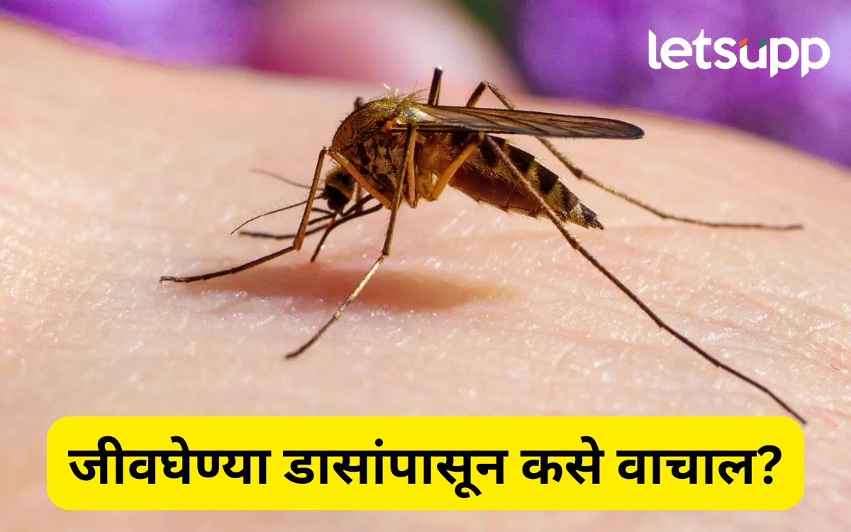 डेंग्यू ते मलेरिया… डास पसरवताहेत जीवघेणे आजार, जाणून घ्या डासांंपासून संरक्षणाचे घरगुती उपाय WhatsApp Image 2025 08 20 At 5.59.52 PM