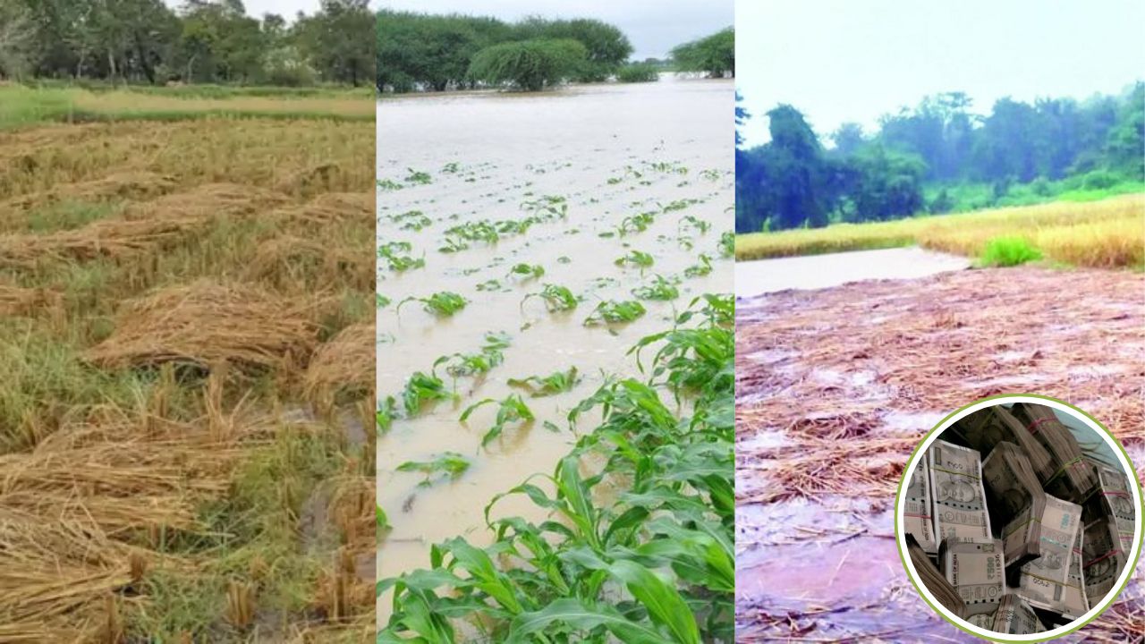 मोठी बातमी! जालन्यातील अतिवृष्टी अनुदान घोटाळ्यात गुन्हा दाखल; आरोपीमध्ये महसूल अधिकारी अन् कर्मचारी Jalna News