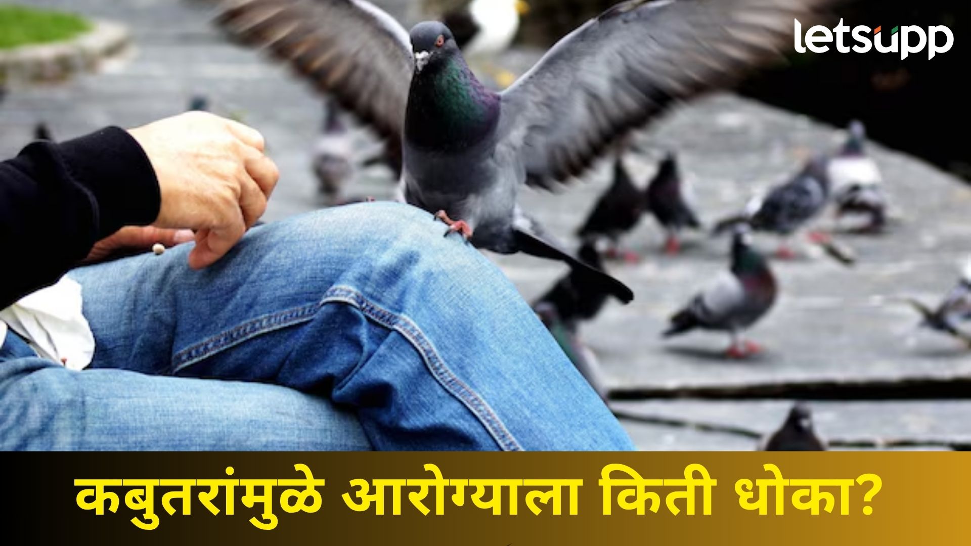 Kabutar Khana Dadar : शांतीचे प्रतीक असलेले कबुतर आरोग्यासाठी किती धोकादायक? जाणून घ्या