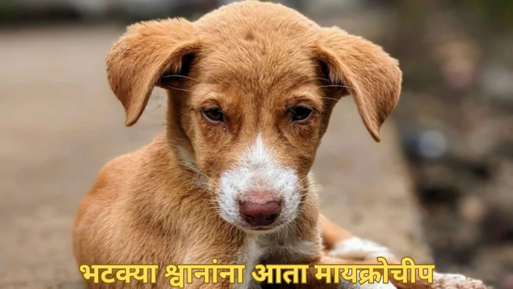 Stray Dogs