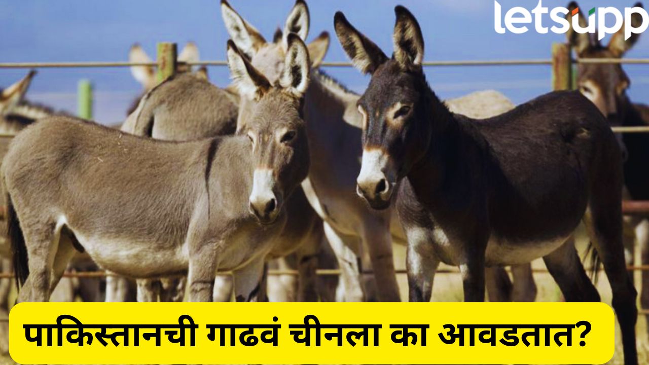अख्ख्या जगाला प्रश्न पडला! चीन पाकिस्तानची गाढवं का खरेदी करतो? एका क्लिकवर खरं कारण जाणून घ्या… _China Imports Donkeys From Pakistan