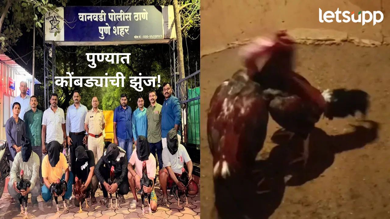 पुण्यात राजकीय झुंज सुरू असताना आता कोंबड्यांचीही झुंज; पोलिसांनी 6 जणांना ठोकल्या बेड्या News Photo (25)