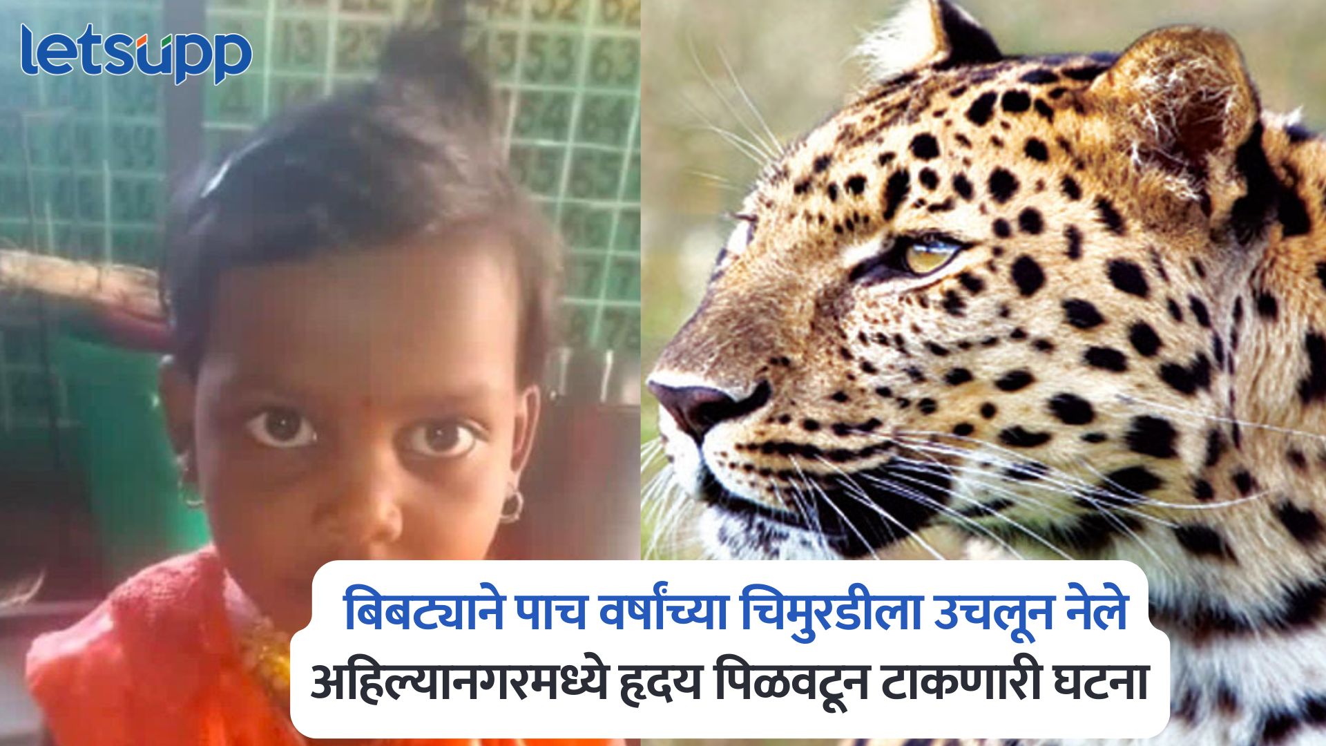 Leopard Attack In Kharekarjune