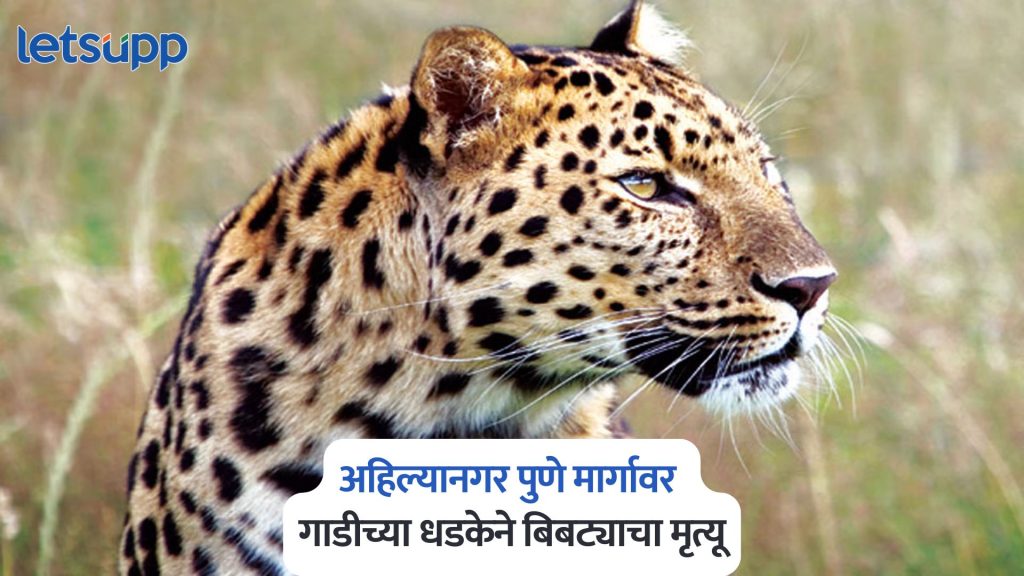 Leopard In Ahilyanagar